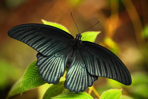 Hermosa mariposa negra — Foto de Stock