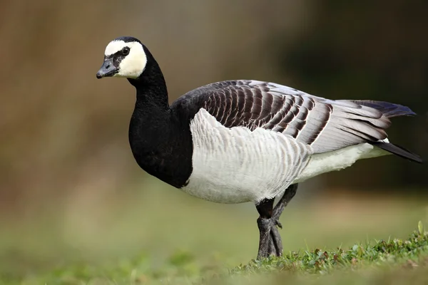 Svart och vit fågel Vitkindad gås — Stockfoto