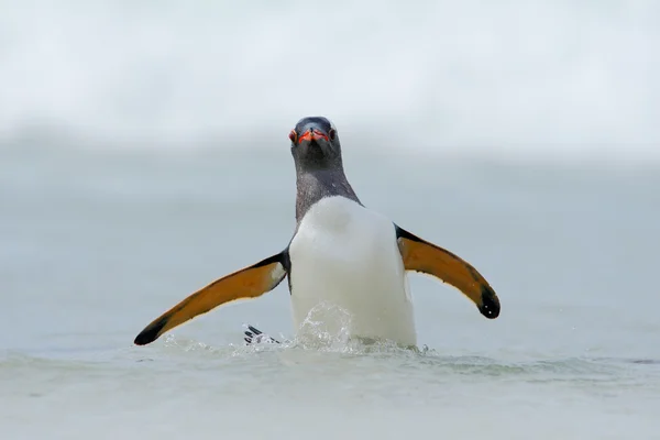 Gentoo penguin jumps out of water — Stock Photo, Image