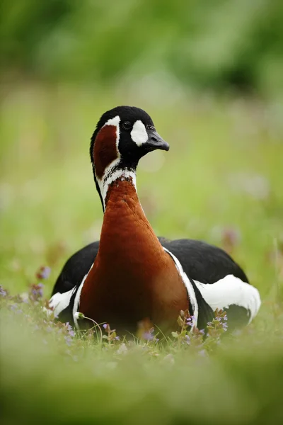 Beautiful bird Red-breasted Goose — Stock Photo, Image