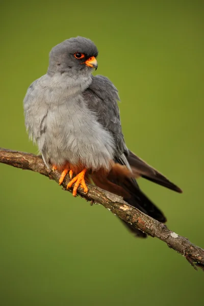 Fågel röd-footed Falcon — Stockfoto