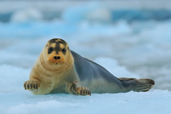 青と白の氷の上ひげを生やしたシール — ストック写真