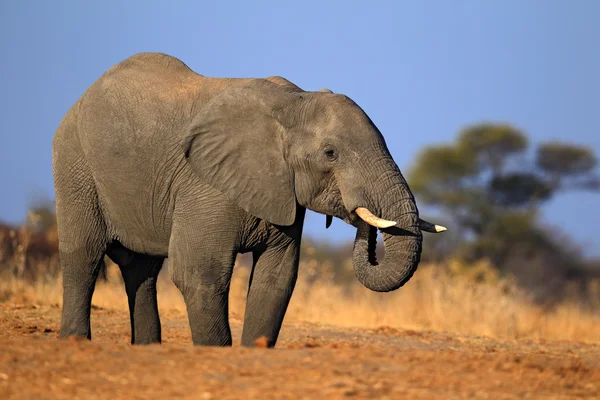 Grande elefante africano — Fotografia de Stock