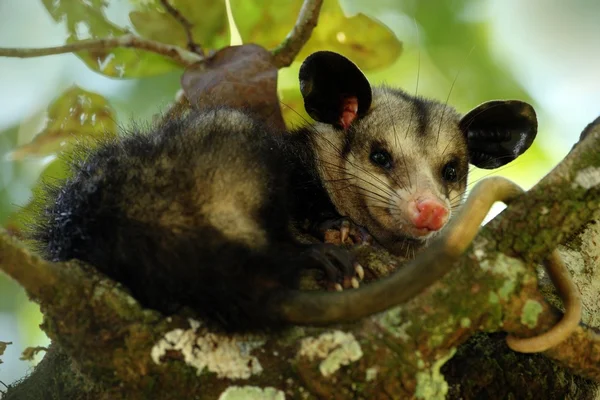 Zarigüeya común en la naturaleza salvaje —  Fotos de Stock