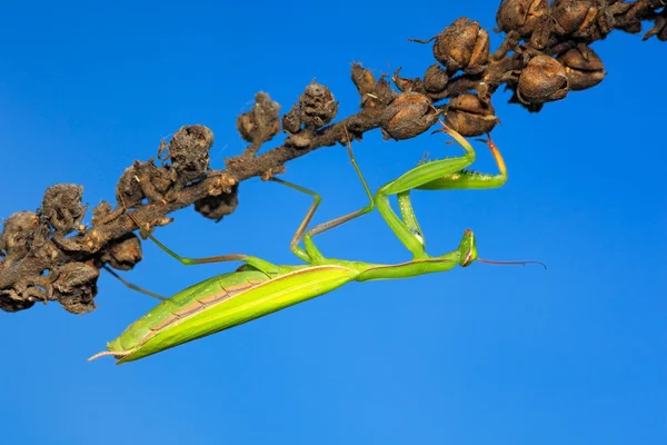 Mantis en el hábitat natural — Foto de Stock