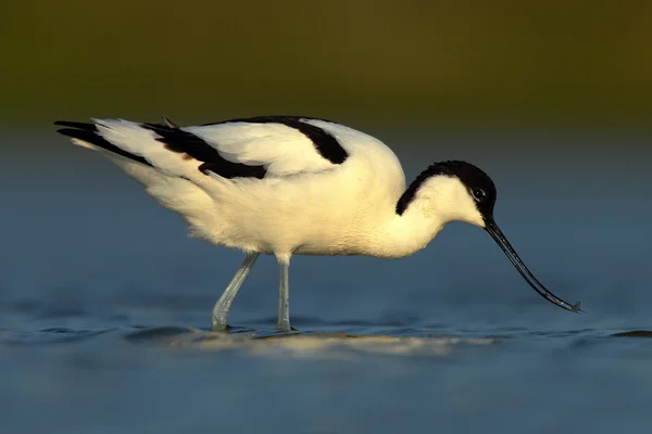 Pájaro acuático blanco y negro — Foto de Stock