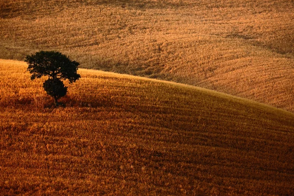 Lonely tree between fields — Stock Photo, Image