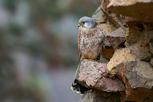 Little falcon sitting on rock