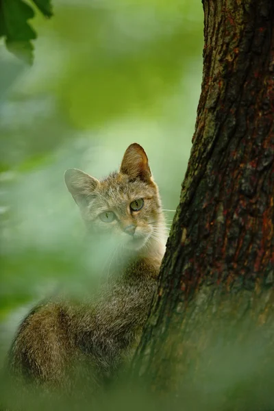 野生猫藏在翠绿的树叶 — 图库照片