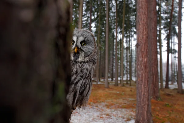 Pájaro mágico Gran búho gris — Foto de Stock