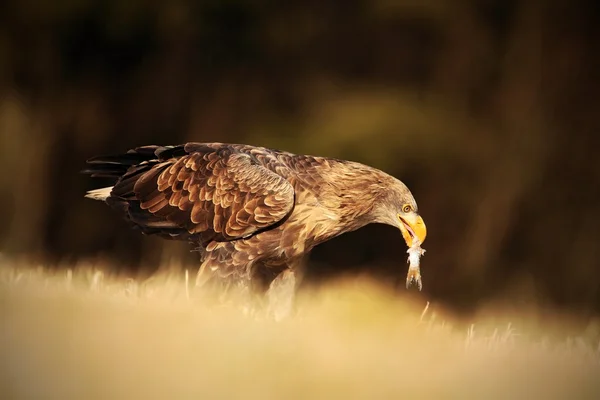 Büyük yırtıcı kuş Ak kuyruklu kartal — Stok fotoğraf