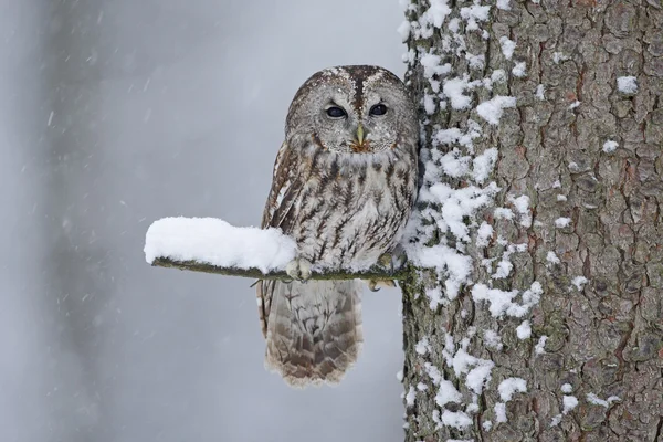 Tawny Owl snow covered — Stock Photo, Image