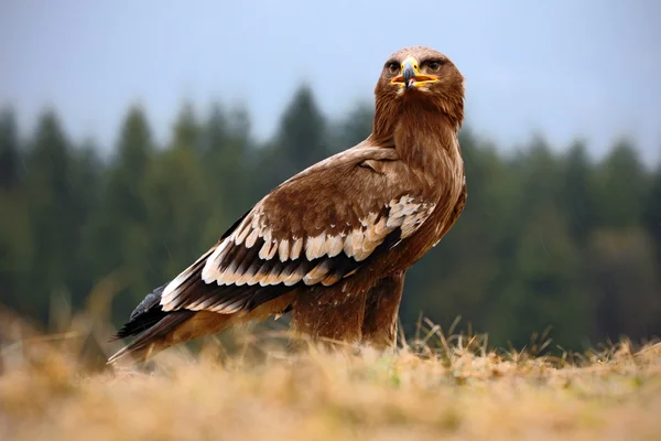 Steppe Eagle sitting in the grass — Stock Photo, Image