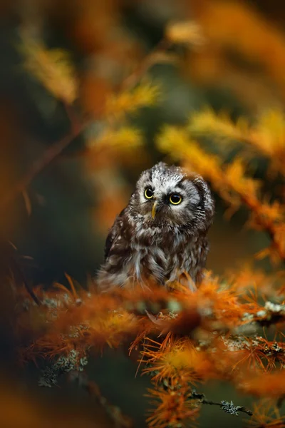 Small Boreal owl — Stock Photo, Image