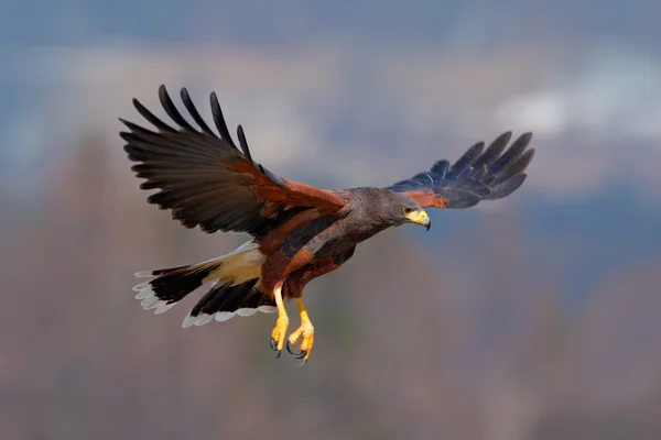 Harris Hawk bir yırtıcı kuş — Stok fotoğraf