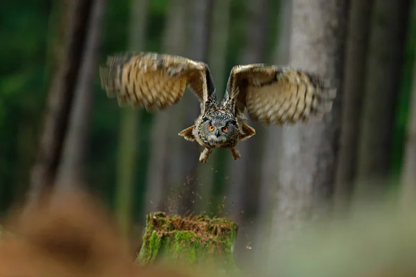 Oiseau volant Hibou aigle eurasien — Photo