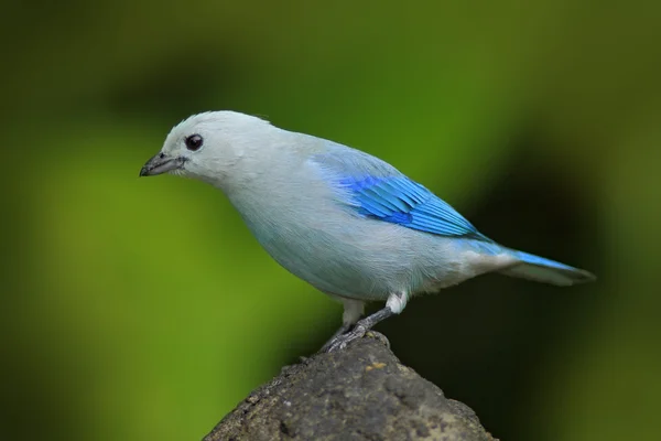 Tanager azul y gris — Foto de Stock