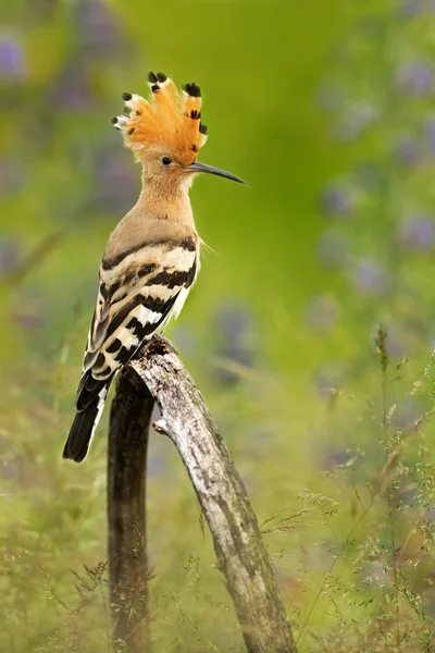 Schöner Vogel mit Wiedehopf — Stockfoto