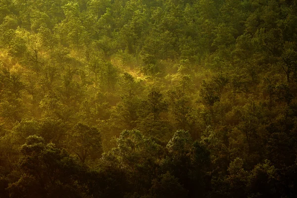 Gröna skogen i morgon solljus — Stockfoto