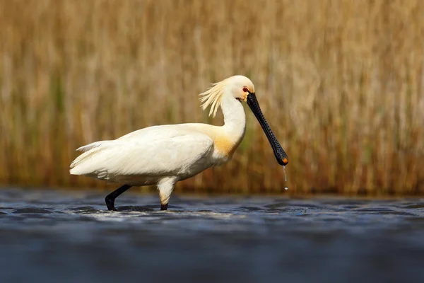 Eurasian Spoonbill in the water — Stock Photo, Image
