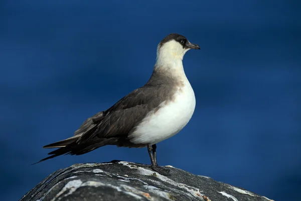 Deniz kuşu Arctic korsan martı — Stok fotoğraf