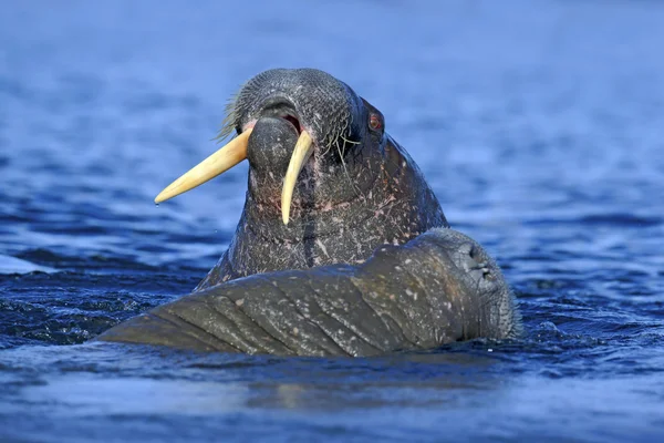 The walrus large flippered mammal — Stock Photo, Image