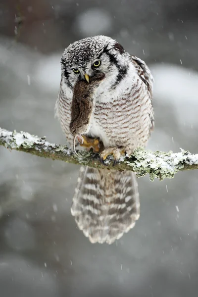 Γερακιού Owl με αλιευμάτων — Φωτογραφία Αρχείου