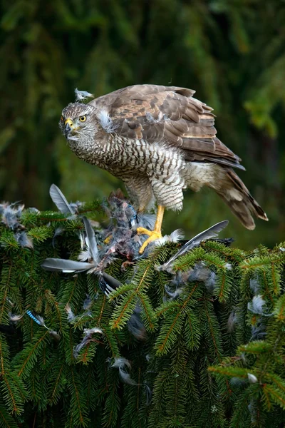 Bird of prey Goshawk — Stock Photo, Image