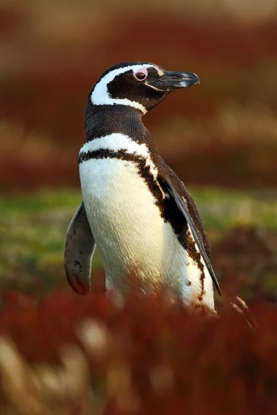 Pingüino en la hierba roja de la noche —  Fotos de Stock