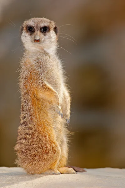 Meerkat lindo sentado en la piedra — Foto de Stock