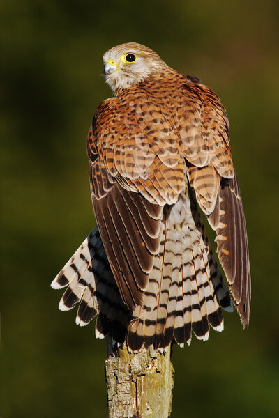 Common Kestrel little bird of prey