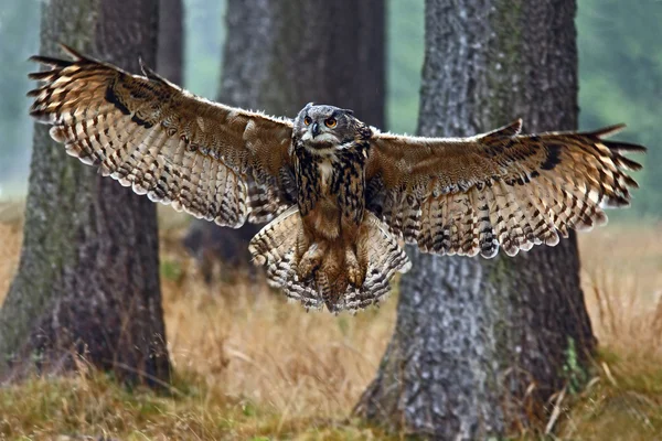 Flying Eurasian Eagle Owl — Stock Photo, Image