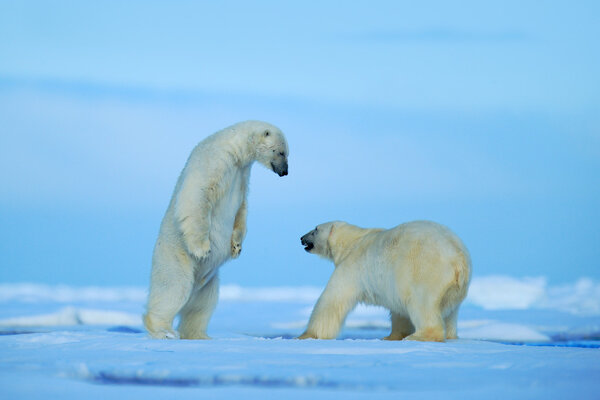 Two polar bears fighting