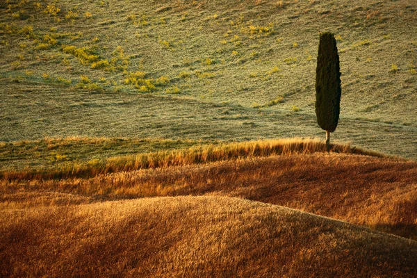 Arbre solitaire entre les champs — Photo