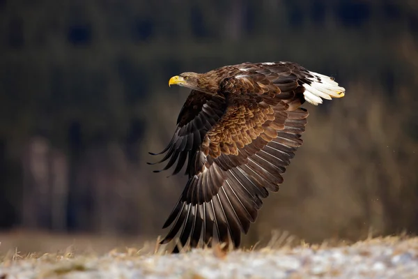 Flying big bird of prey — Stock Photo, Image