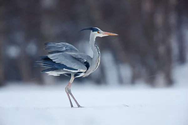 Grey Heron in white snow — Stock Photo, Image