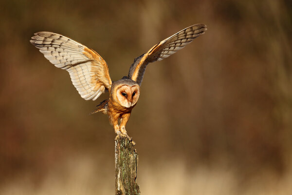 Barn owl landing