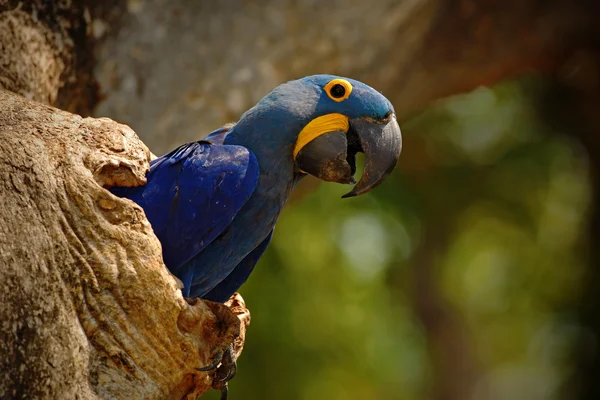 Big blue parrot Hyacinth Macaw — Stock Photo, Image