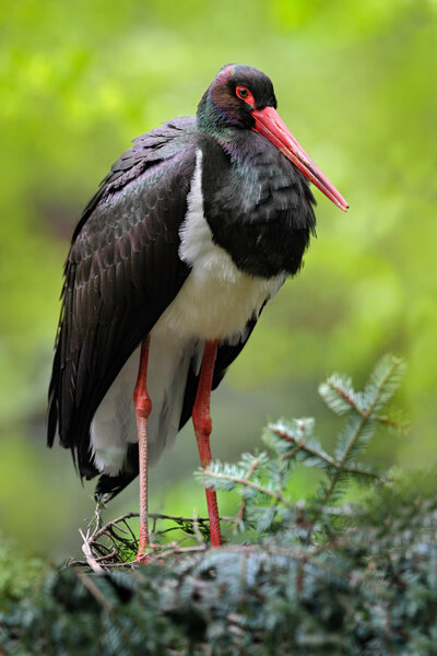 Bird Black Stork