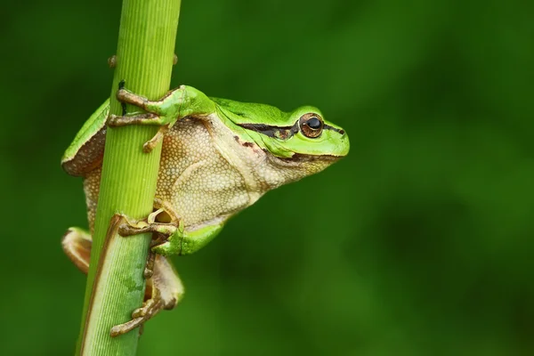 Mooie groene boomkikker — Stockfoto