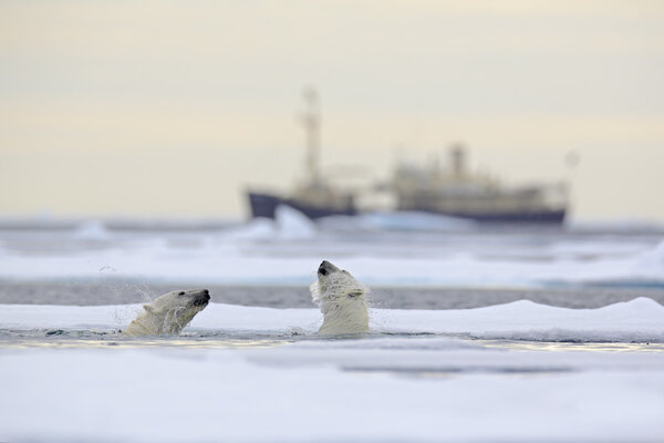 Fight of polar bears in water