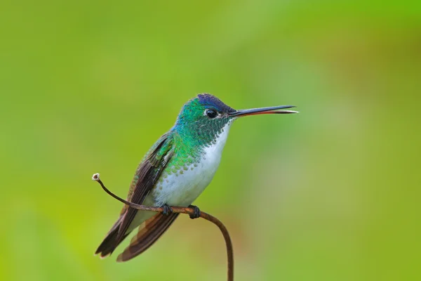 Kolibri und Smaragd — Stockfoto