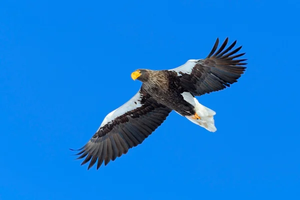 Stellers sea eagle — Stock Photo, Image