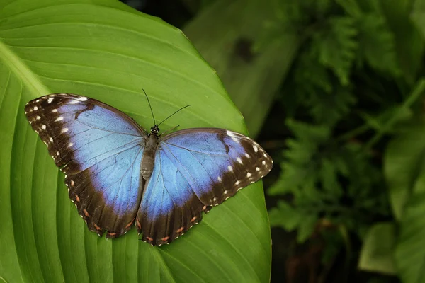Prachtige blauwe vlinder Blauwe Morpho — Stockfoto