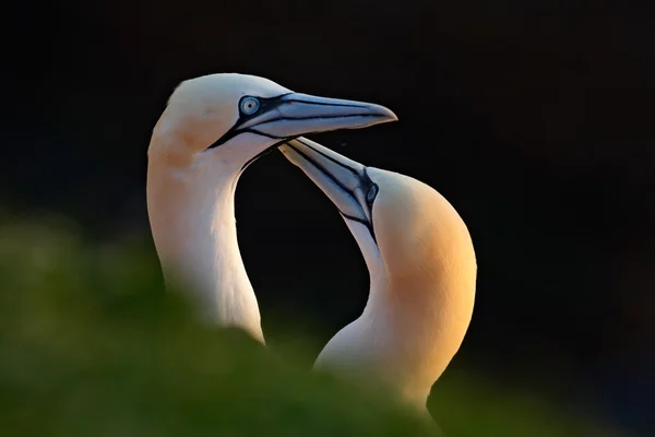 Northern Gannets with evening sun