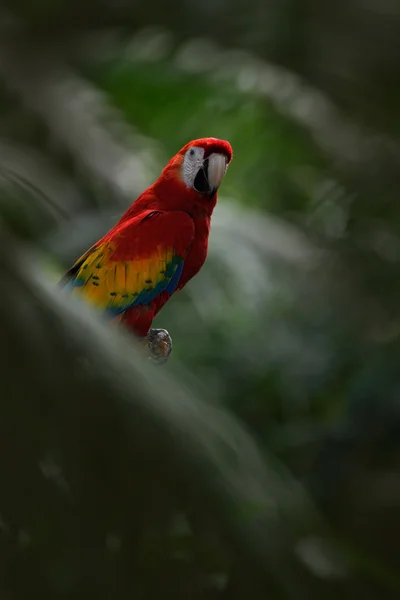 Papagaio Arara Escarlate — Fotografia de Stock