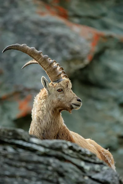 Retrato de chifre Alpine Ibex , — Fotografia de Stock