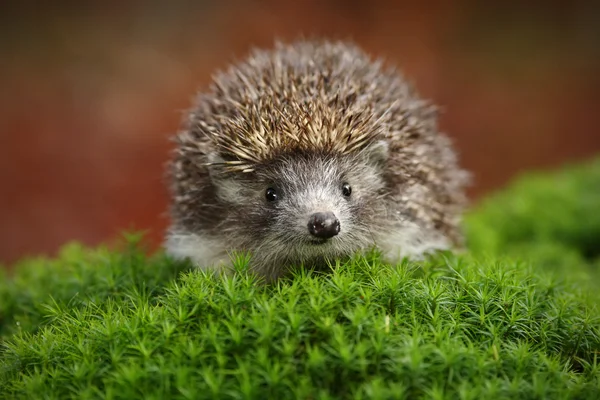 Hedgehog Eropa Barat — Stok Foto