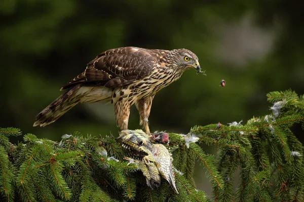 Bird of prey Goshawk — Stock Photo, Image