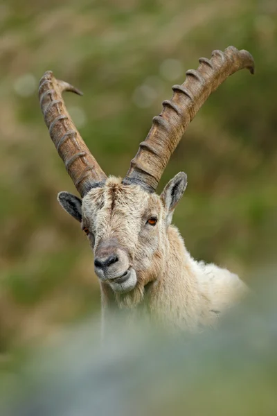 Detail portrait of antler Alpine Ibex — Stock fotografie